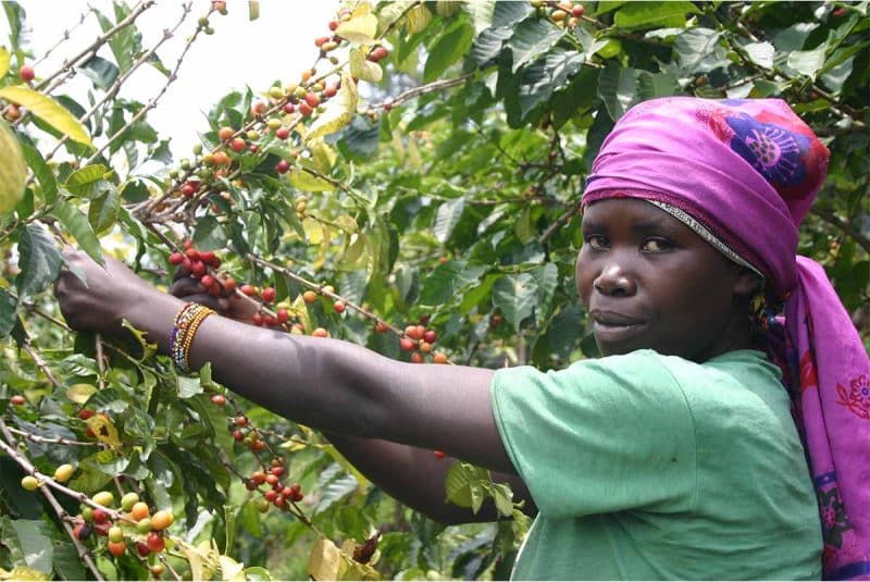 une sélection rigoureuse de cerises de café pour un résultat en tasse parfait